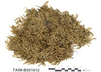 藏品(絹苔)的圖片